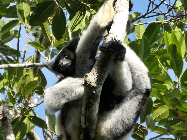       Lemur resting on tree branches surrounded by leaves.
  
