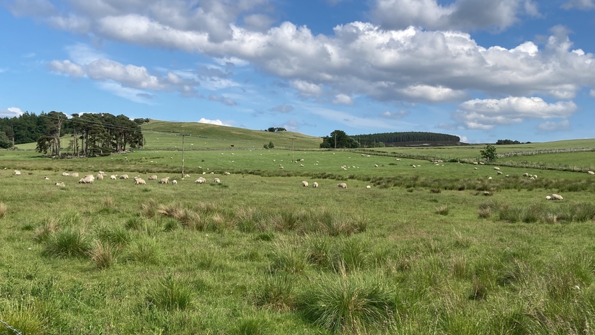Sheep grazing on rolling green hills with sparse trees.