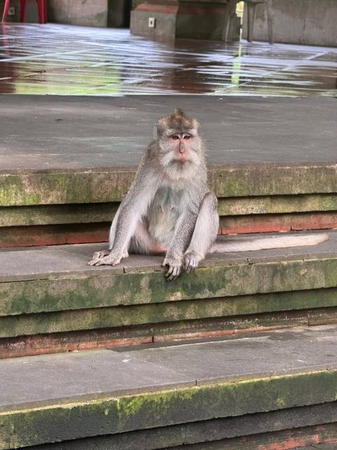 A monkey clinging onto a wooden panel in a park setting.
