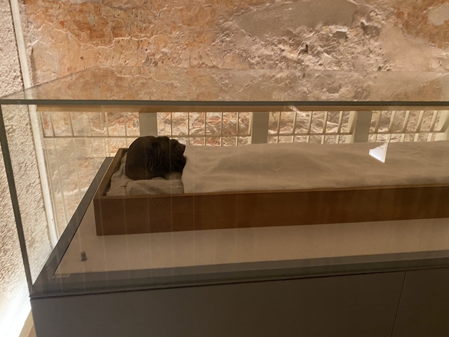 Mummified animal wrapped in a glass case.