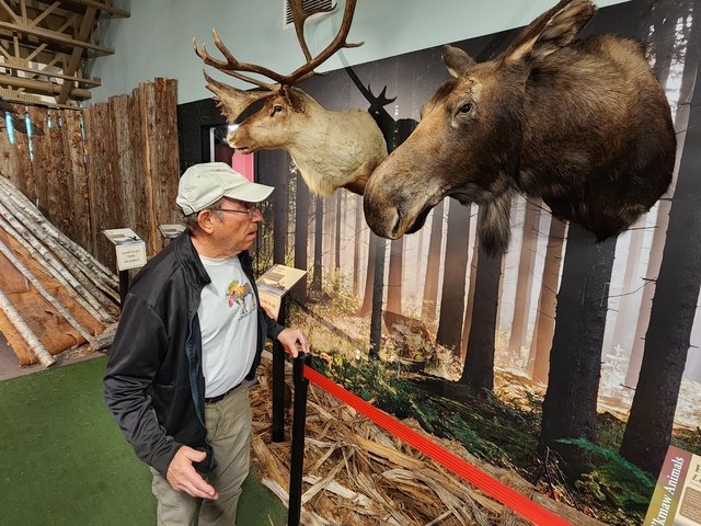       Man observing animal head mounts in a museum exhibit.
  