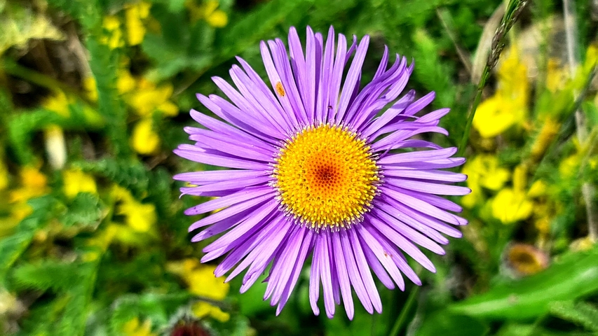       Close-up of a vibrant purple flower with a yellow center.
  