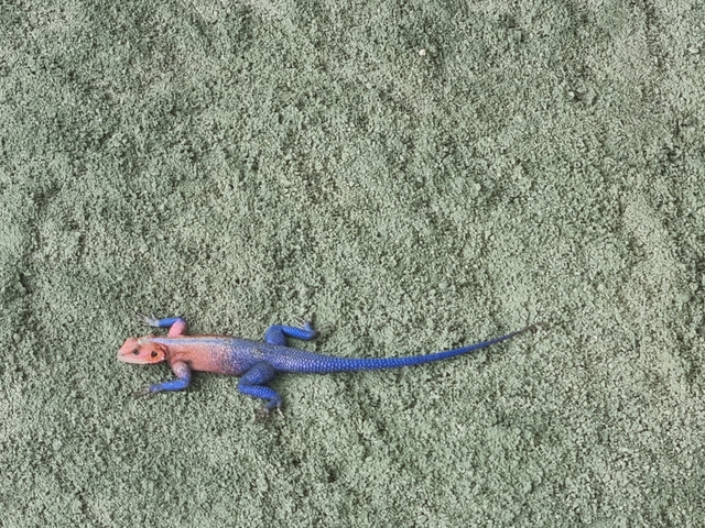 Colorful lizard on a green textured surface.