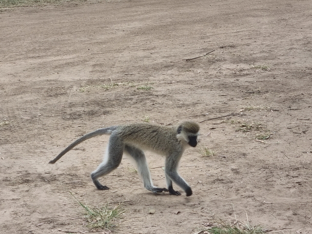 Monkey walking on the ground outdoors.