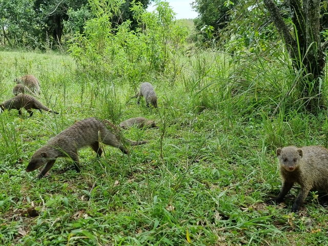 Mongoose family foraging in grassy area.