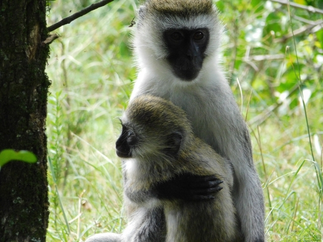 A vervet monkey with its baby in a lush forest setting.