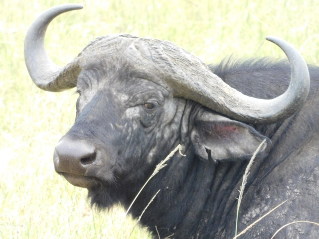 Cape buffalo with large horns in the grassland.