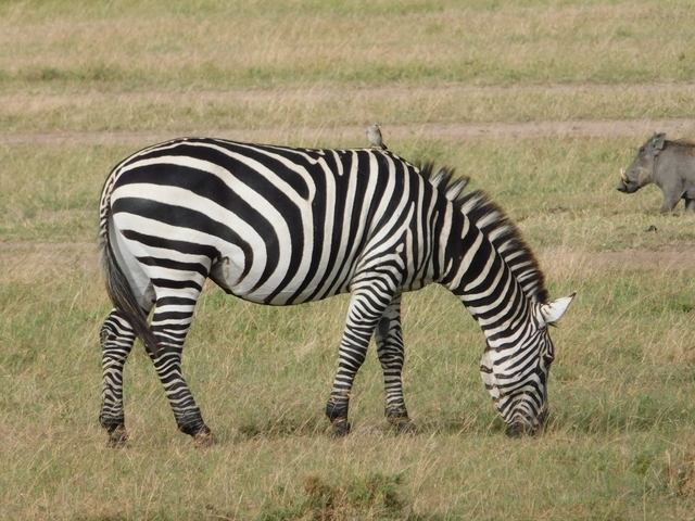 Zebra grazing on the savannah with a bird on its back.