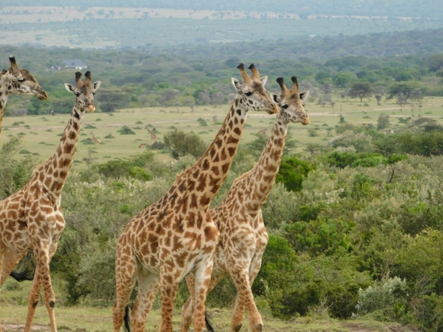 Giraffes walking in the savannah landscape.