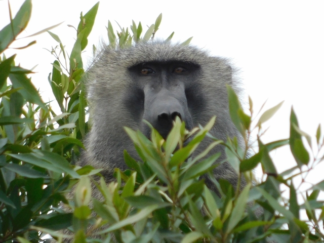       Baboon peering through tree branches.
  