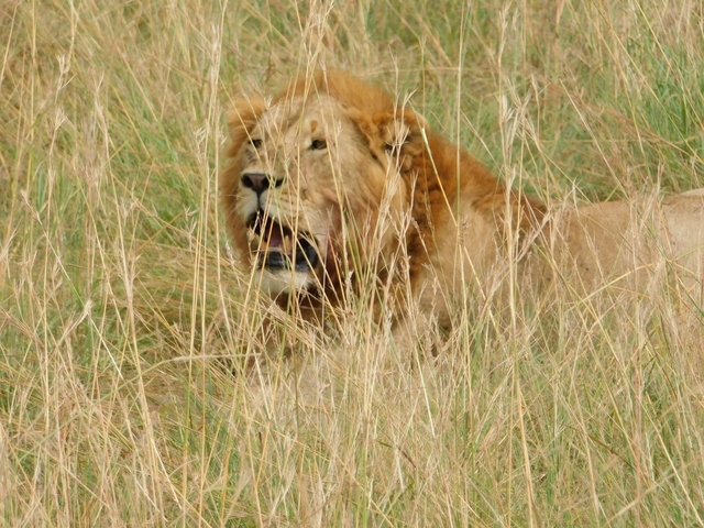 Male lion resting in tall grass.