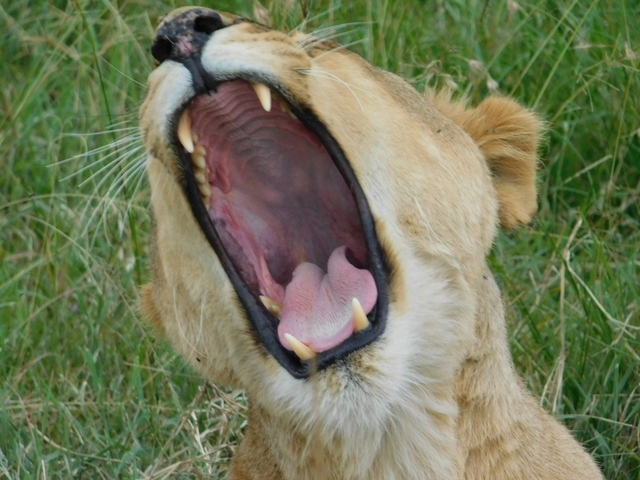 Lion yawning widely with teeth visible.