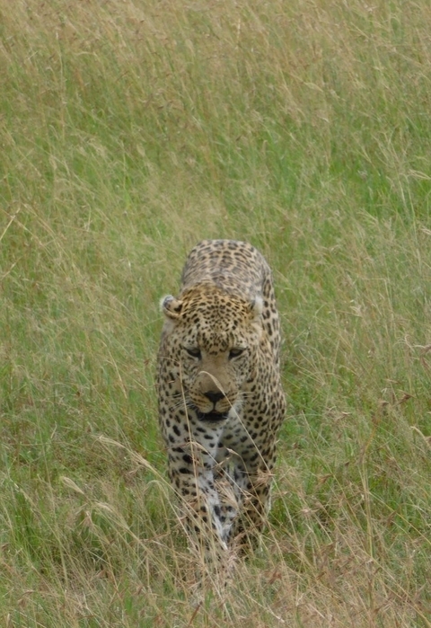       Maasai Mara Safari in der Sopa Lodge ab Nairobi - 3 Tage Foto von Kundenbewertung 
  