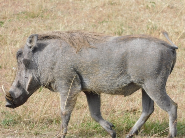 Warthog walking through tall grass.