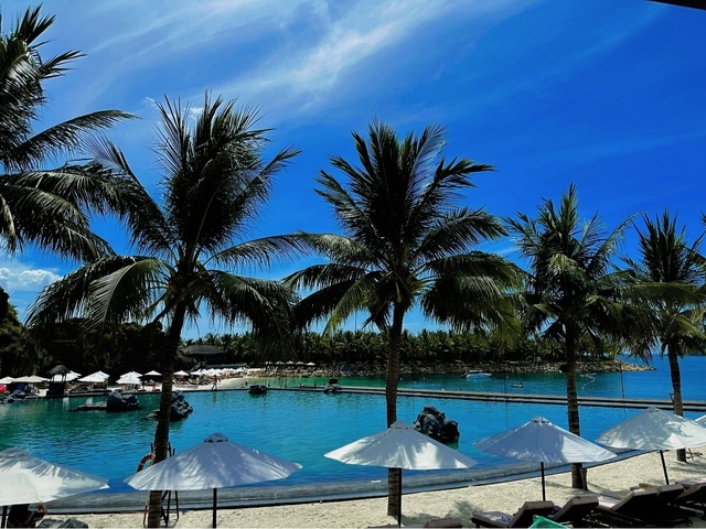       Palm trees lining a beach with clear blue water under a bright sky.
  