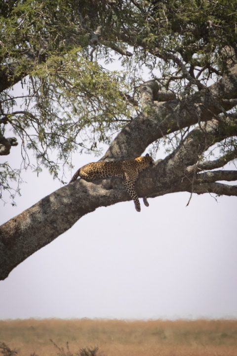 Leopard resting on a tree branch.