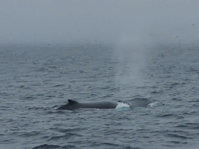 A whale surfacing in the ocean with water spout visible.
