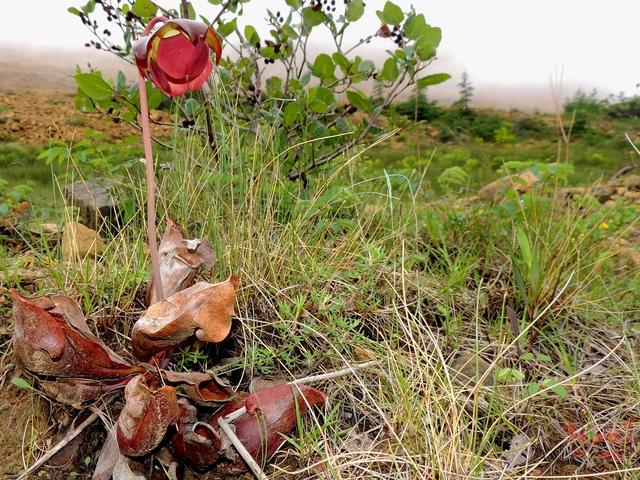 Close-up of flora growing in a grassy field.