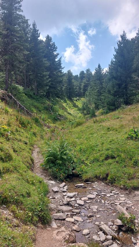 Trail through a lush forest with a small stream.