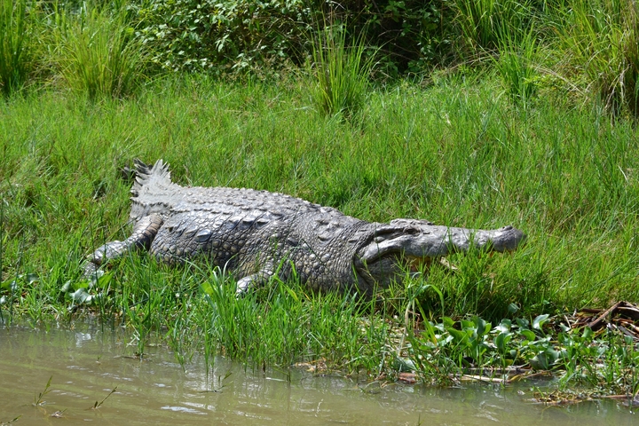 A crocodile lying on grass near water.