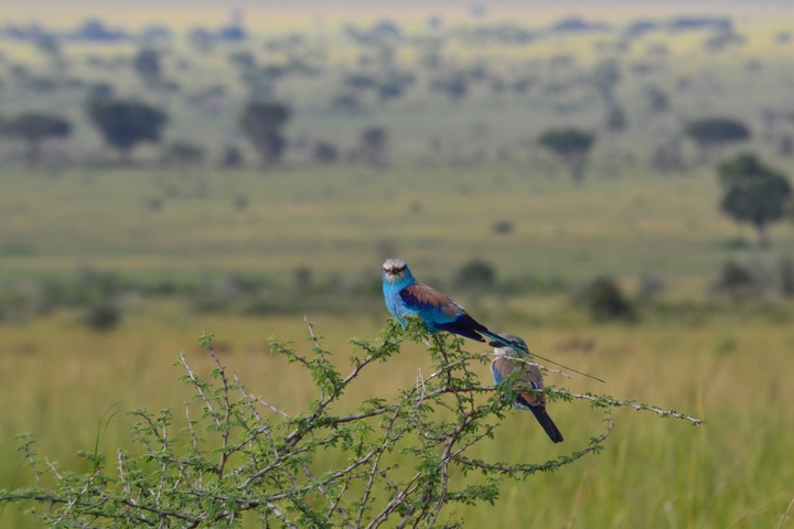 A vibrant blue bird perched on a branch.
