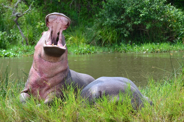 A hippo with its mouth open near a riverbank.