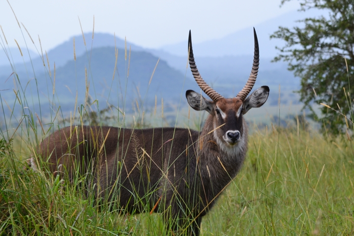 A waterbuck standing in tall grass with mountains in the background.
