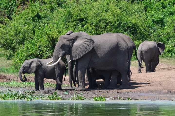 A herd of elephants gathered near water.