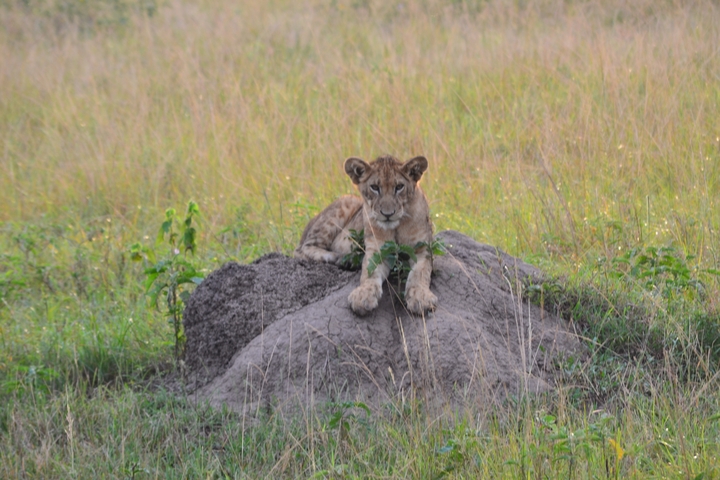 A lion cub resting on a mound in the savannah.