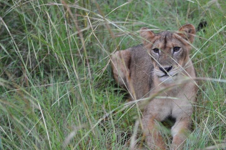 A lion cub sitting in tall grass.