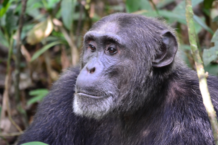 A close-up of a chimpanzee in the forest.