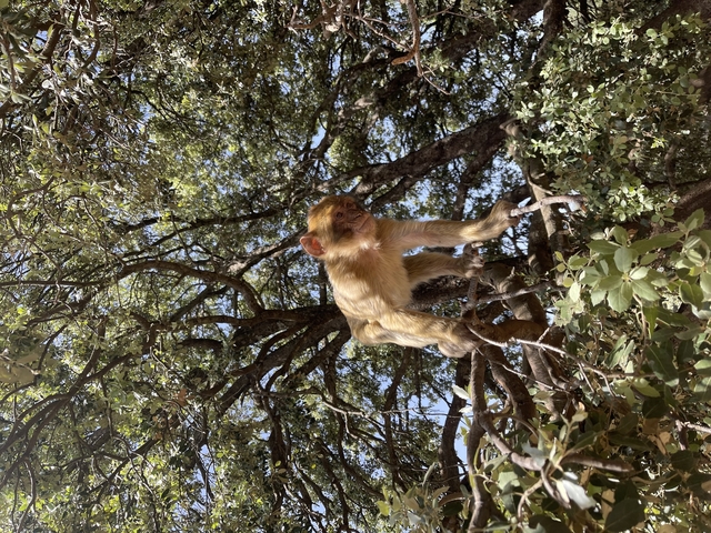 Monkey sitting on a tree branch in a forest setting.
