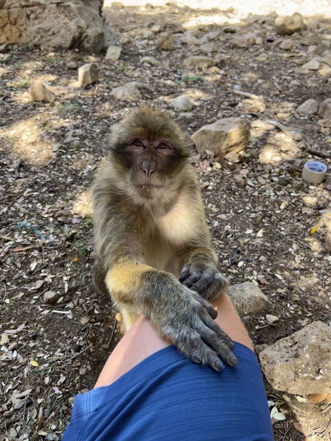 A Barbary macaque reaching out.