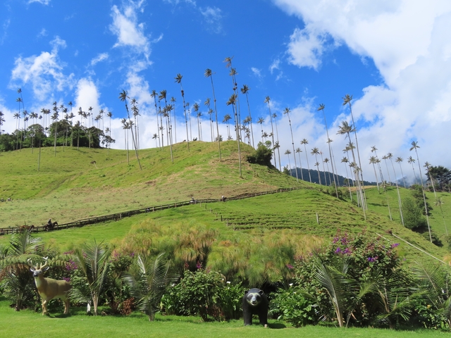       Tall palm trees on a hilly landscape with blue skies.
  