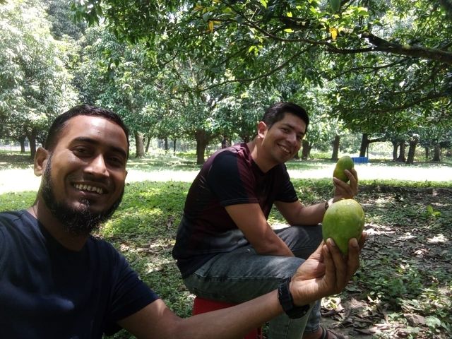 Two people holding mangoes under mango trees.