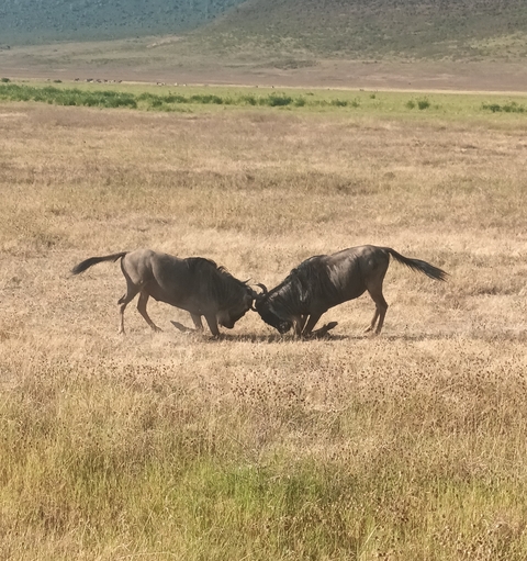 Two wildebeest locking horns in a dry grassland.