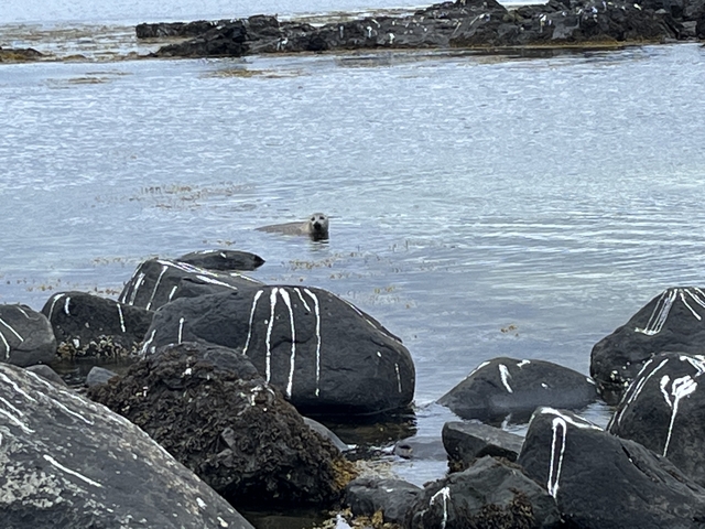       Seal swimming near rocks in a coastal area.
  