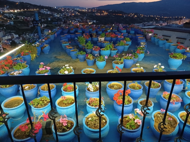 Colorful rooftop garden with various potted plants.