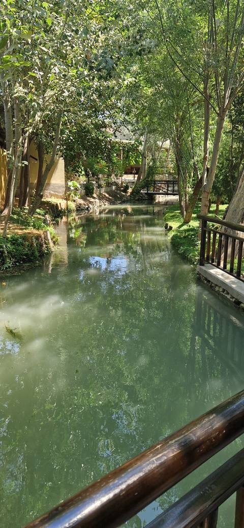 Calm stream running through a green wooded area