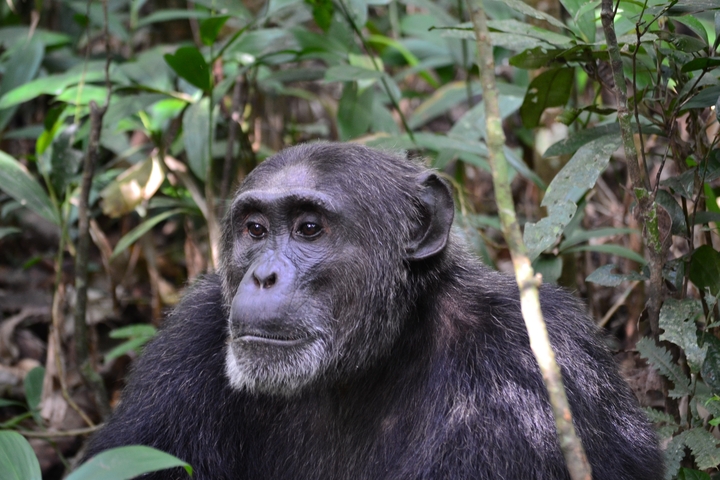 A chimpanzee sitting in a forested area, looking intently.