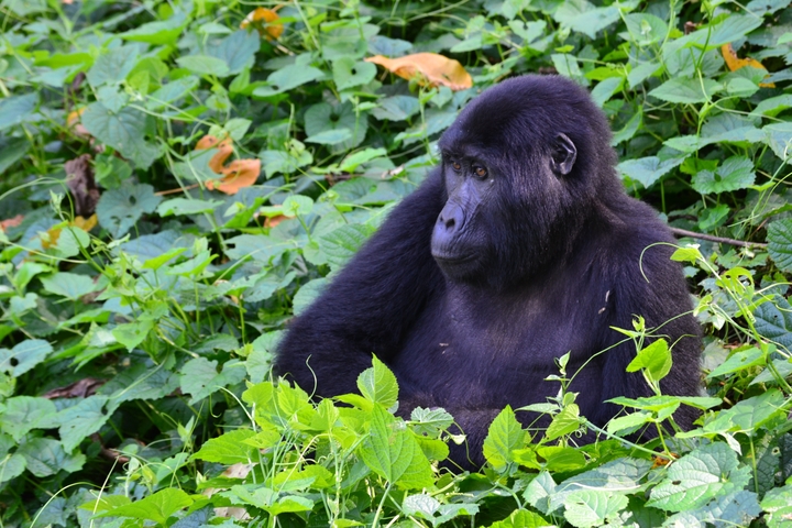 A gorilla sitting among lush greenery.