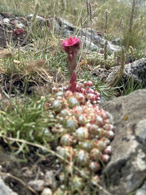 Close-up of a succulent plant.