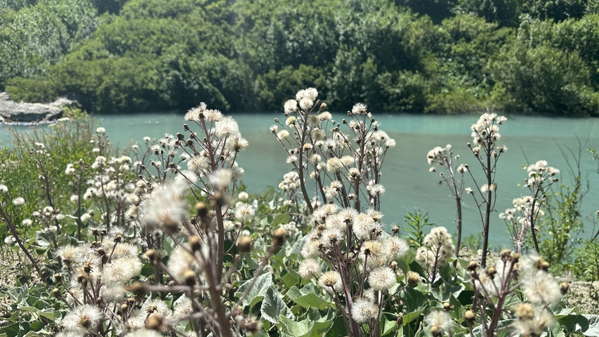 White flowers alongside a turquoise river.