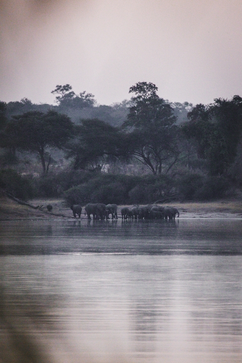 Group of elephants by the water in a natural setting.