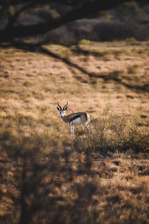 An antelope standing alert in a dry grassy savannah.