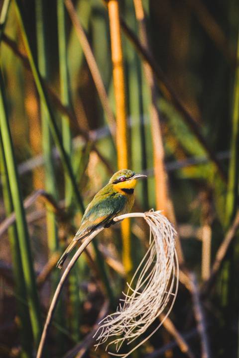       Colorful bird perched on a branch.
  