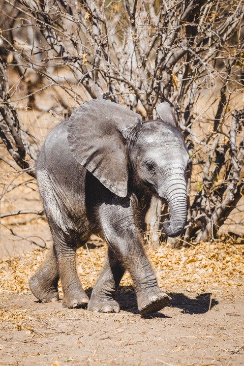 Close-up of a baby elephant with a natural background.