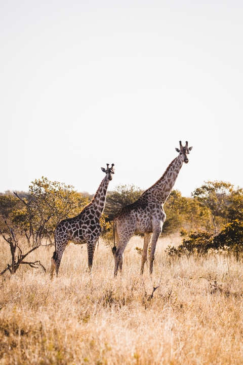Two giraffes standing in the bushveld landscape.