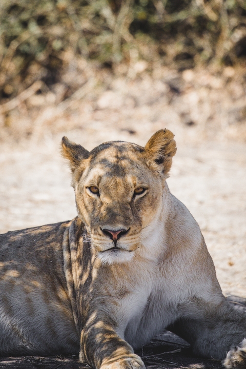 Close-up of a lioness lying down with a natural background.