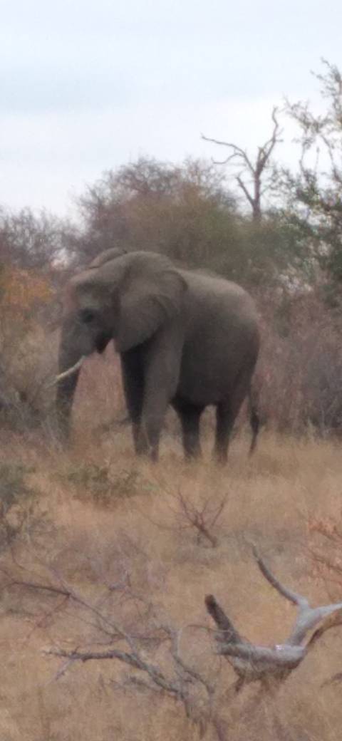 Blurry image of an elephant in the wilderness.